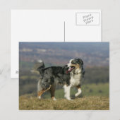 コリ縁どーパンティン2 ポストカード (正面/裏面)