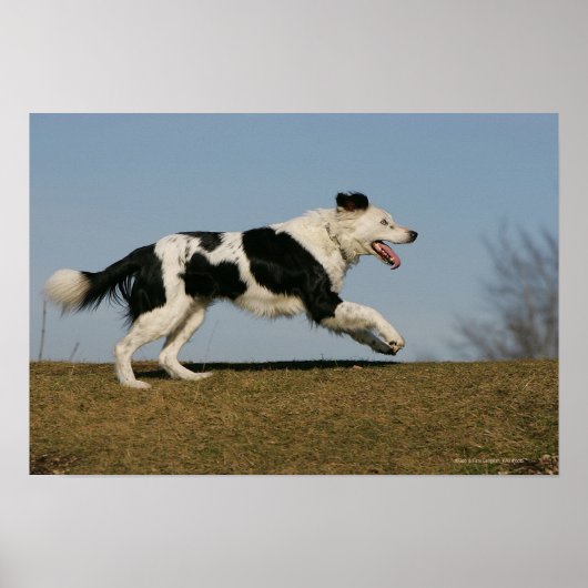 コリ縁どーランニングの2 ポスター (正面)