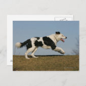 コリ縁どーランニングの2 ポストカード (正面/裏面)