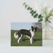 コリ縁どーー立ち ポストカード (スタンド正面)