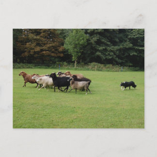 コリ縁どー作業 ポストカード