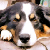 コリ縁どー カード