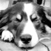 コリ縁どー キッチンタオル