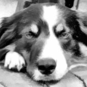 コリ縁どー クリップボード