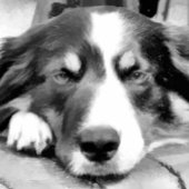 コリ縁どー シーズンカード