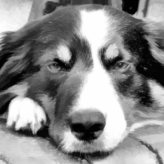 コリ縁どー トランプ