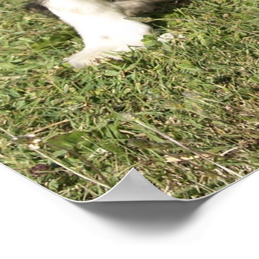 コリ縁どー ポスター (角)