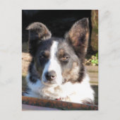 コリ縁どー ポストカード (正面)