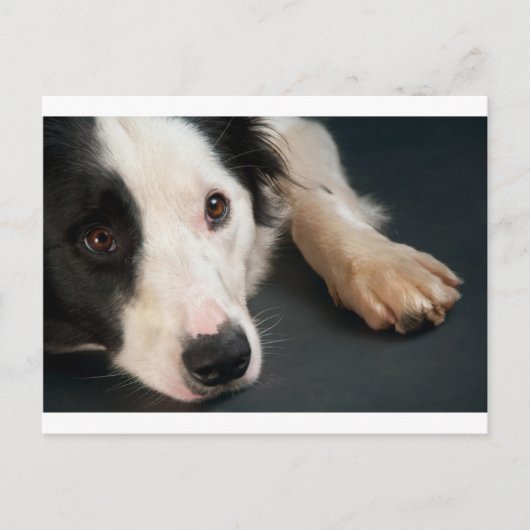 コリ縁どー ポストカード (正面)