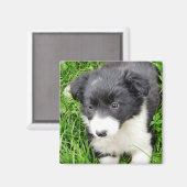 コリ縁どー マグネット (正面/裏面)