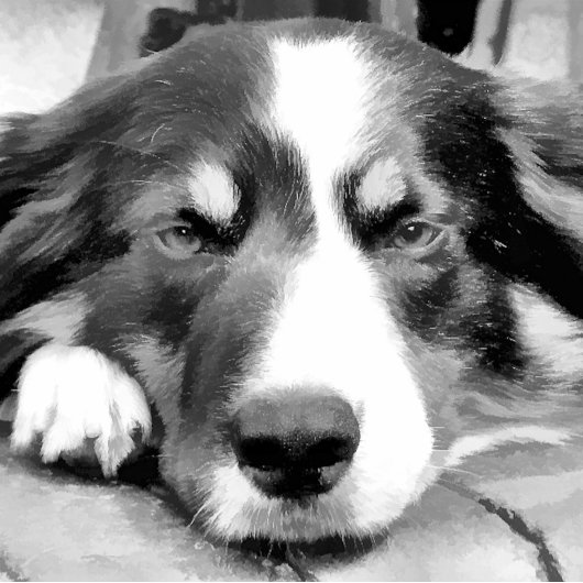 コリ縁どー ラッピングペーパー