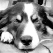 コリ縁どー 缶バッジ