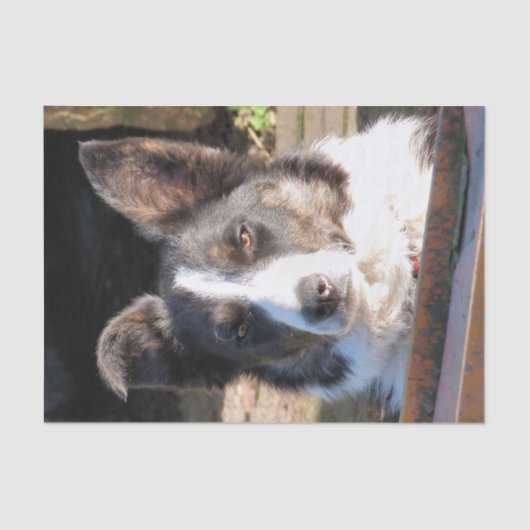 コリ縁どー 薄葉紙 (正面)