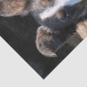 コリ縁どー 薄葉紙 (詳細)