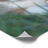 コルギカップ ポスター (角)