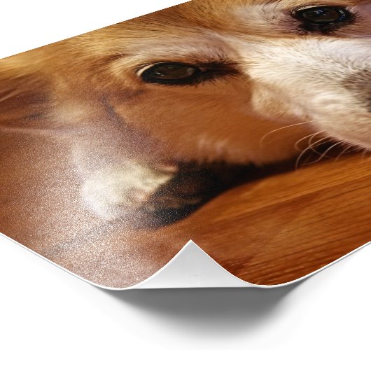 コルギ顔 フォトプリント            (角)