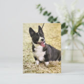 コルギ ポストカード (スタンド正面)