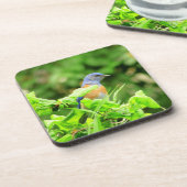 コルクスクリューブッシュのブルーバード コースター (左側)