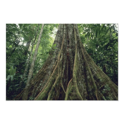 コルコバドの熱帯雨林の板根の木 フォトプリント            (正面)