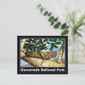 コルコバド国立公園ジャイアントブラウンクリケット ポストカード (スタンド正面)