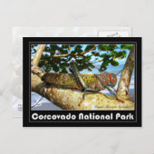 コルコバド国立公園ジャイアントブラウンクリケット ポストカード (正面/裏面)