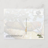 コルコバド国立公園ジャイアントブラウンクリケット ポストカード (裏面)