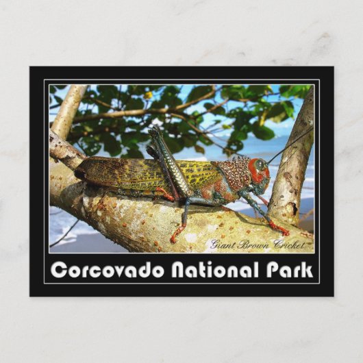 コルコバド国立公園ジャイアントブラウンクリケット ポストカード (正面)