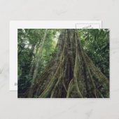 コルコバド州の熱帯雨林でボタンが付いた木 ポストカード (正面/裏面)