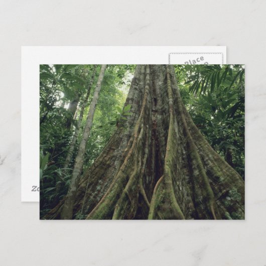 コルコバド州の熱帯雨林でボタンが付いた木 ポストカード (正面/裏面)