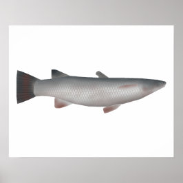 コルスラ ポスター