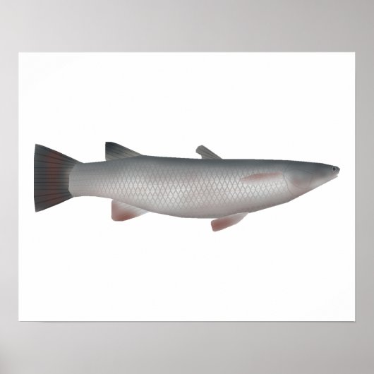 コルスラ ポスター (正面)