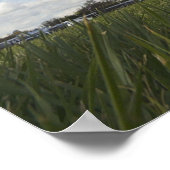 コルセア ポスター (角)