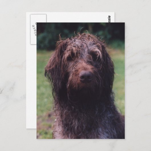 コルタスグリフォンサラポートレート ポストカード (正面/裏面)