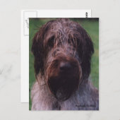 コルタスグリフォン – チピップポートレート ポストカード (正面/裏面)