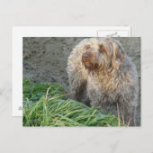 コルタールグリフォン – チピップ美しいポートレート ポストカード (正面/裏面)