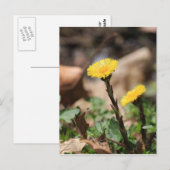 コルツフット ポストカード (正面/裏面)