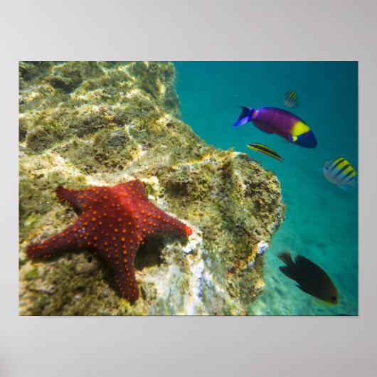 コルテスレインボーラッセ男女と海 ポスター (正面)