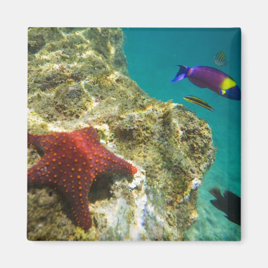 コルテスレインボーラッセ男女と海 マグネット (正面)