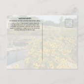 コルドウォーター春パーク、ミシシッピ州立川 ポストカード (裏面)