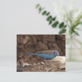 コルドン・ブルー ポストカード (スタンド正面)