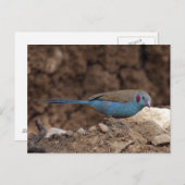 コルドン・ブルー ポストカード (正面/裏面)