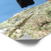 コルニッシュチェオウ(パロレス)ピローコラックス ポスター (角)