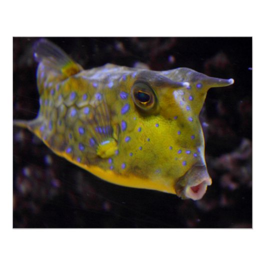 コルヌタ湖 ポスター (正面)