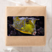 コルヌタ湖 ラベル (インサイチュ)