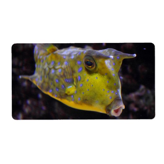 コルヌタ湖 ラベル (正面)