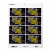 コルヌタ湖 ラベル (フルシート)