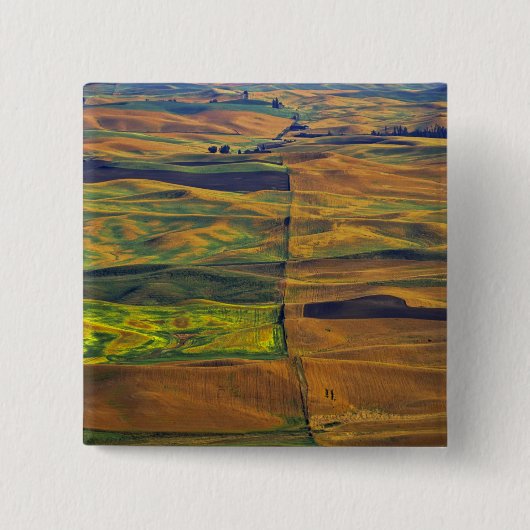 コルファクスのステプト·バッテのパルウス 缶バッジ (正面)