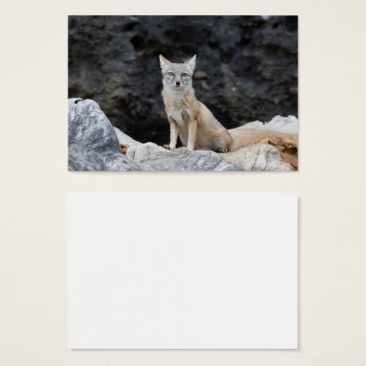 コルペス (正面&裏面)