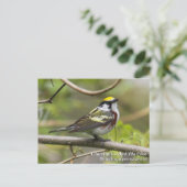 コルムバカドリ ポストカード (スタンド正面)