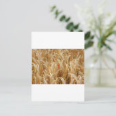 コルンブルム ポストカード (スタンド正面)